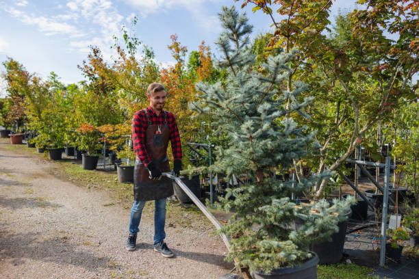 How Our Tree Care Process Works  in Dandridge, TN